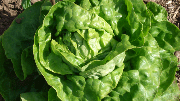 ... vermehrt alte Sorten wie den Salat 'Mombacher Winter' in seinem Bauerngartenprojekt ...