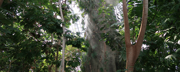 Mehr Atmosphäre geht kaum - Regenschauer im Urwald des Tropenhauses