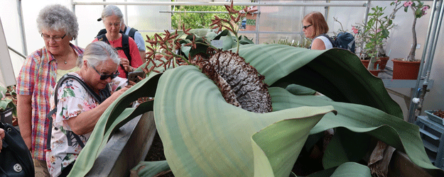 Die berühmte Welwitschien-Sammlung im Botanischen Garten Berlin