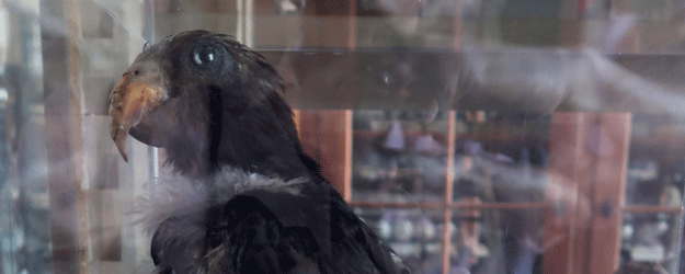 Was er wohl alles gesehen hat? Der Vasapapagei Alexander von Humboldts im Museum für Naturkunde Berlin